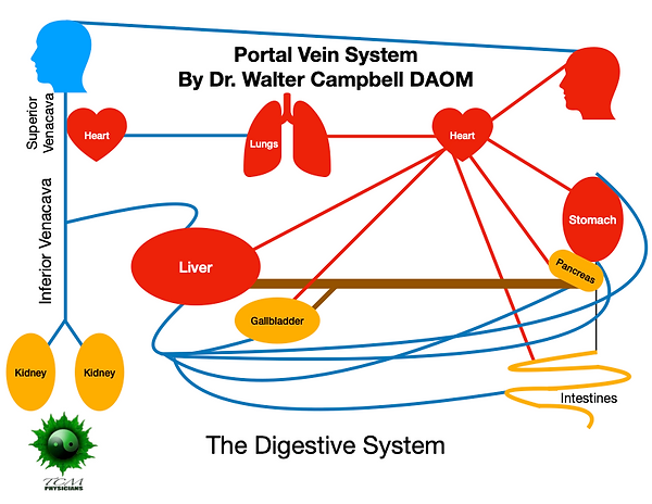 Dr Campbell Digestive System